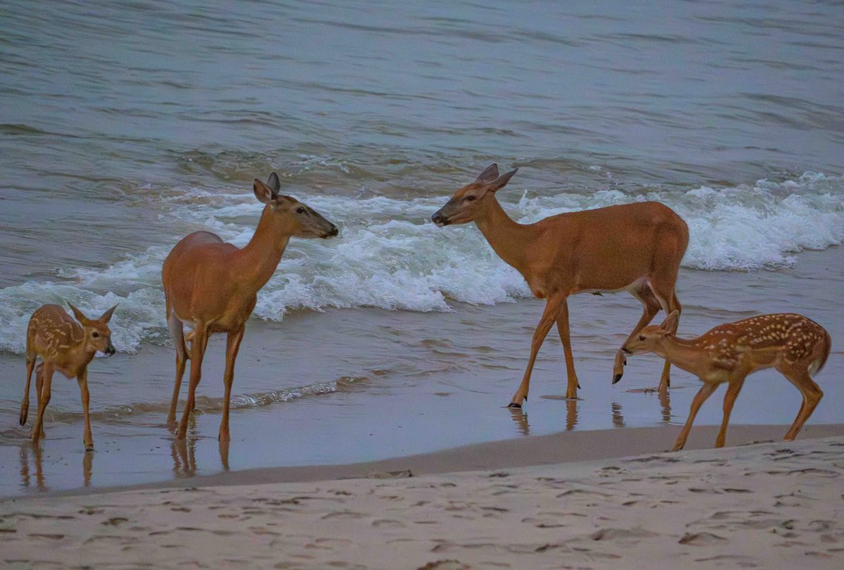 The deer like the lake as much as I do!

Happy Saturday, Friends! Rooting for you!