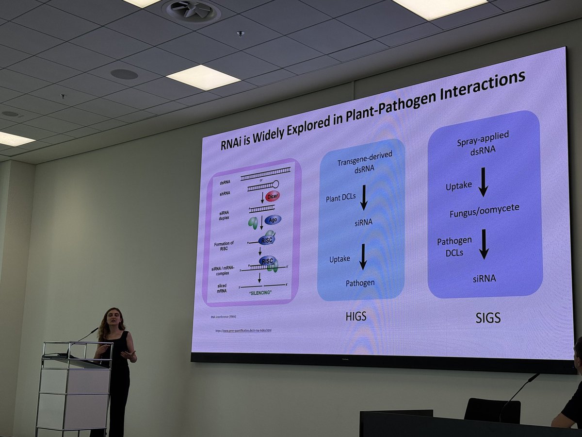 MahmutTor's tweet image. This time @gzm_uunall is delivering her talk on the use of dsRNA against pea downy mildew #OMGN2025 #PlantPathology
