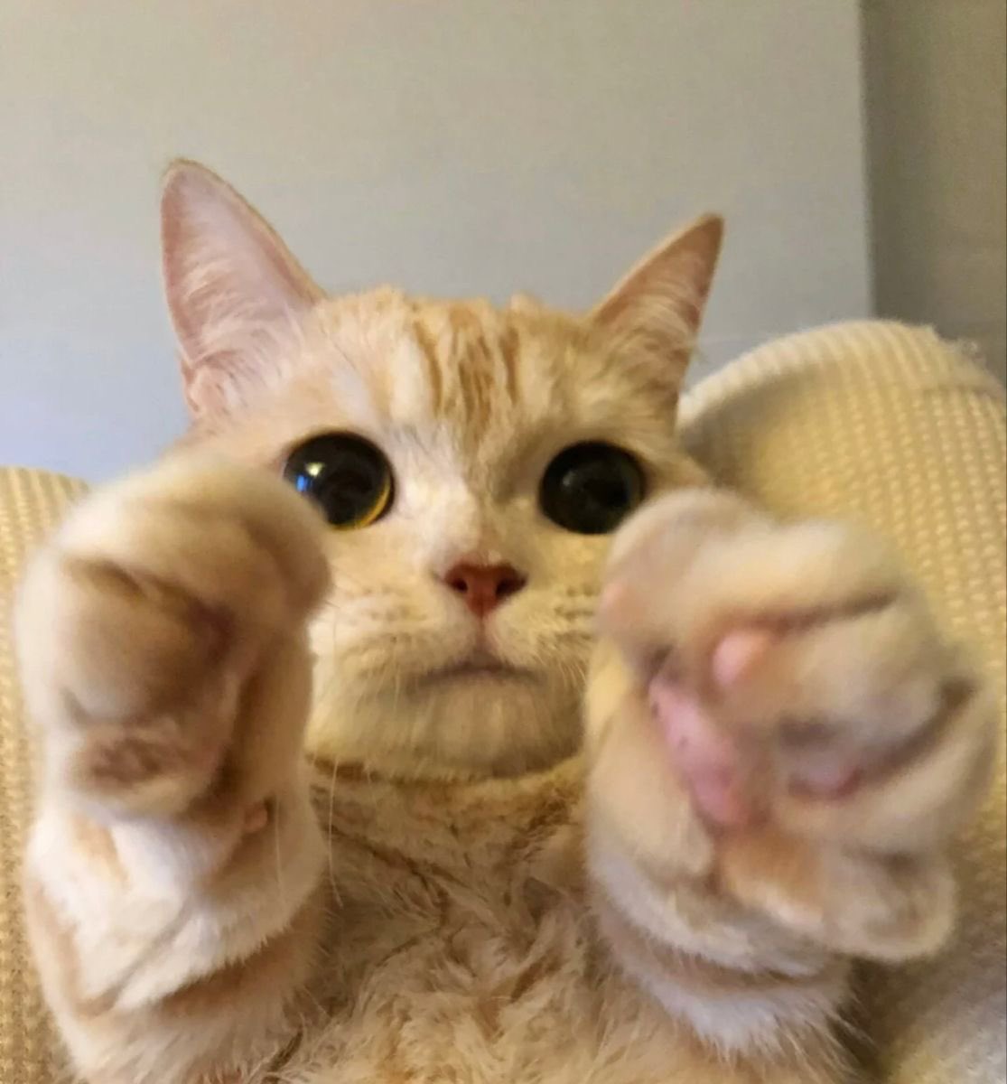 냥‌ ‌ฅˆ•𖥦•ˆฅ 🧀💛