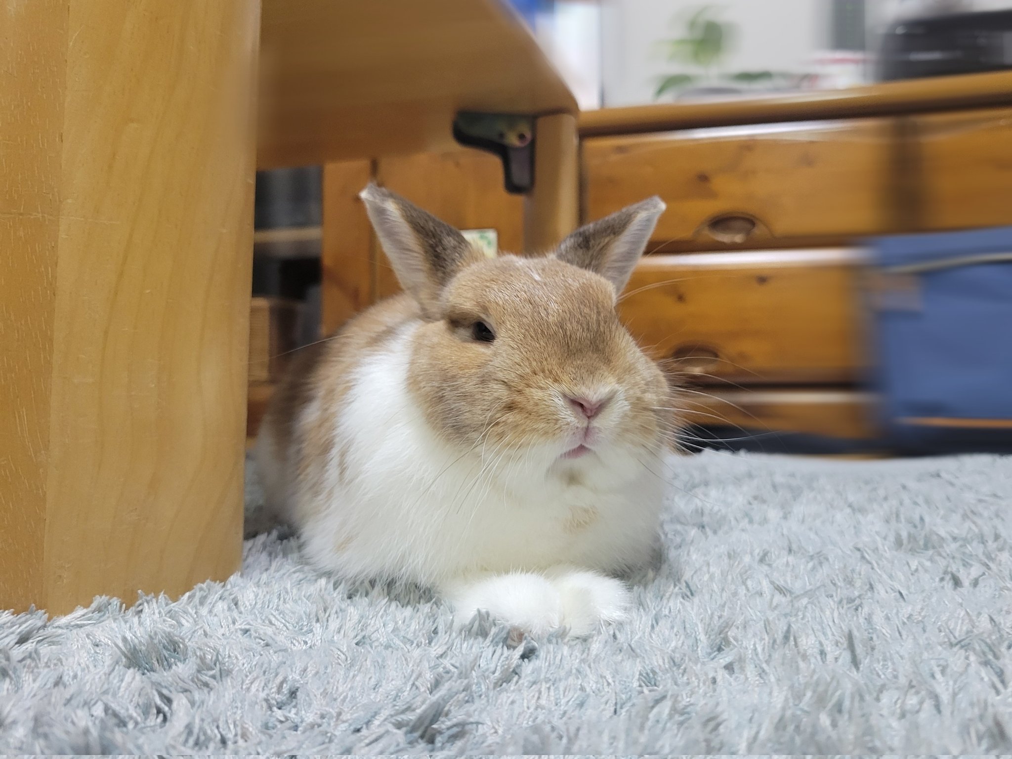 うさぎのぽち。 on X: 
