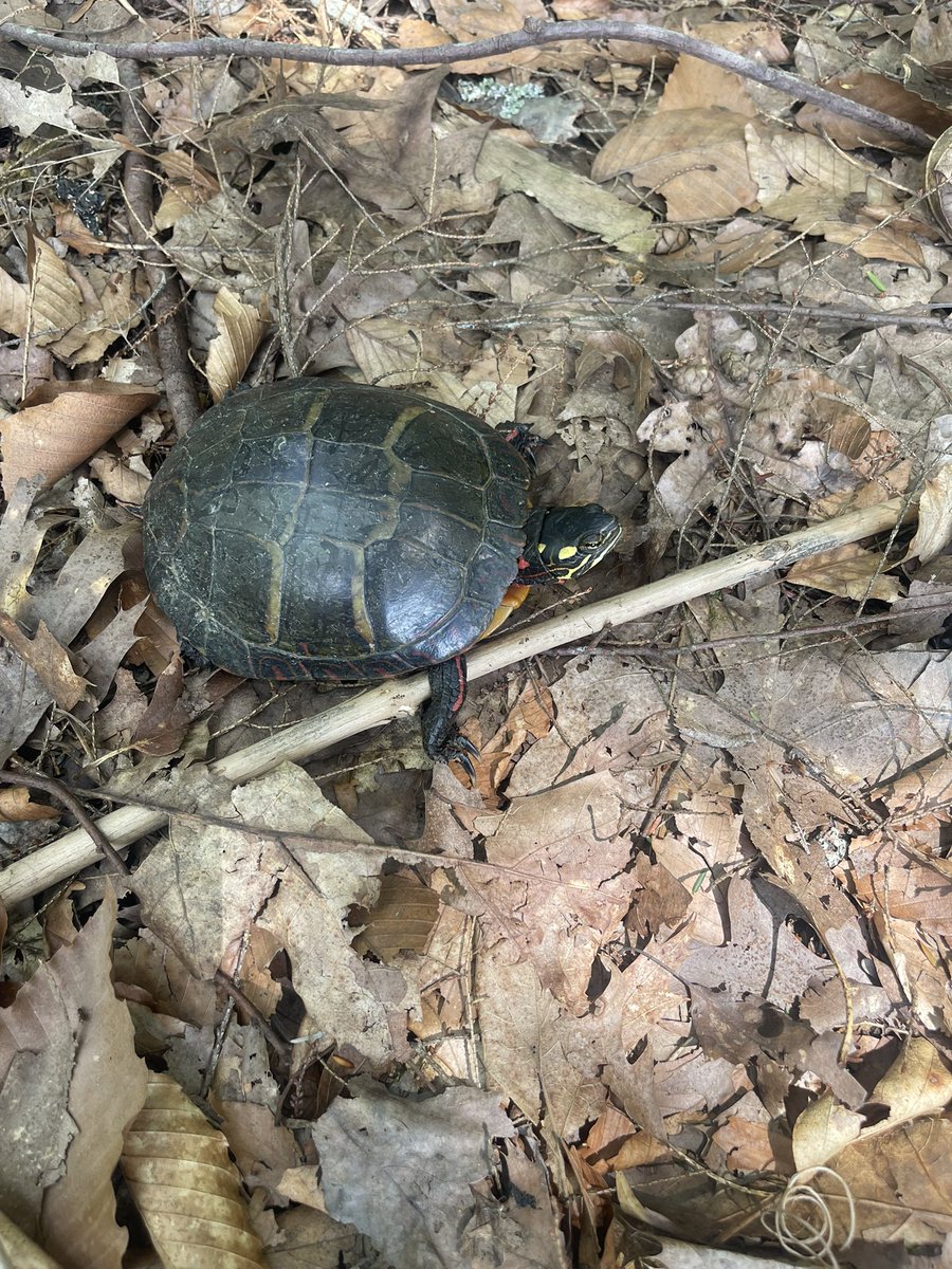 Relocated from chicken run.