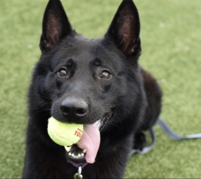 ATT: GERMAN SHEPHERD LOVERS ⚠️ 
HURRICANE 🩵#229614  1yr old Boy 🩵 NYCACC 
Extremely beautiful boy still just a puppy has been 
found stray!! Abandoned he needs a loving home 
and out of this shelter!! Be his hero he's waiting!!
#Adopt. #Foster
#Pledge4Rescue 
HOME WANTED 🩵🏡🩵
