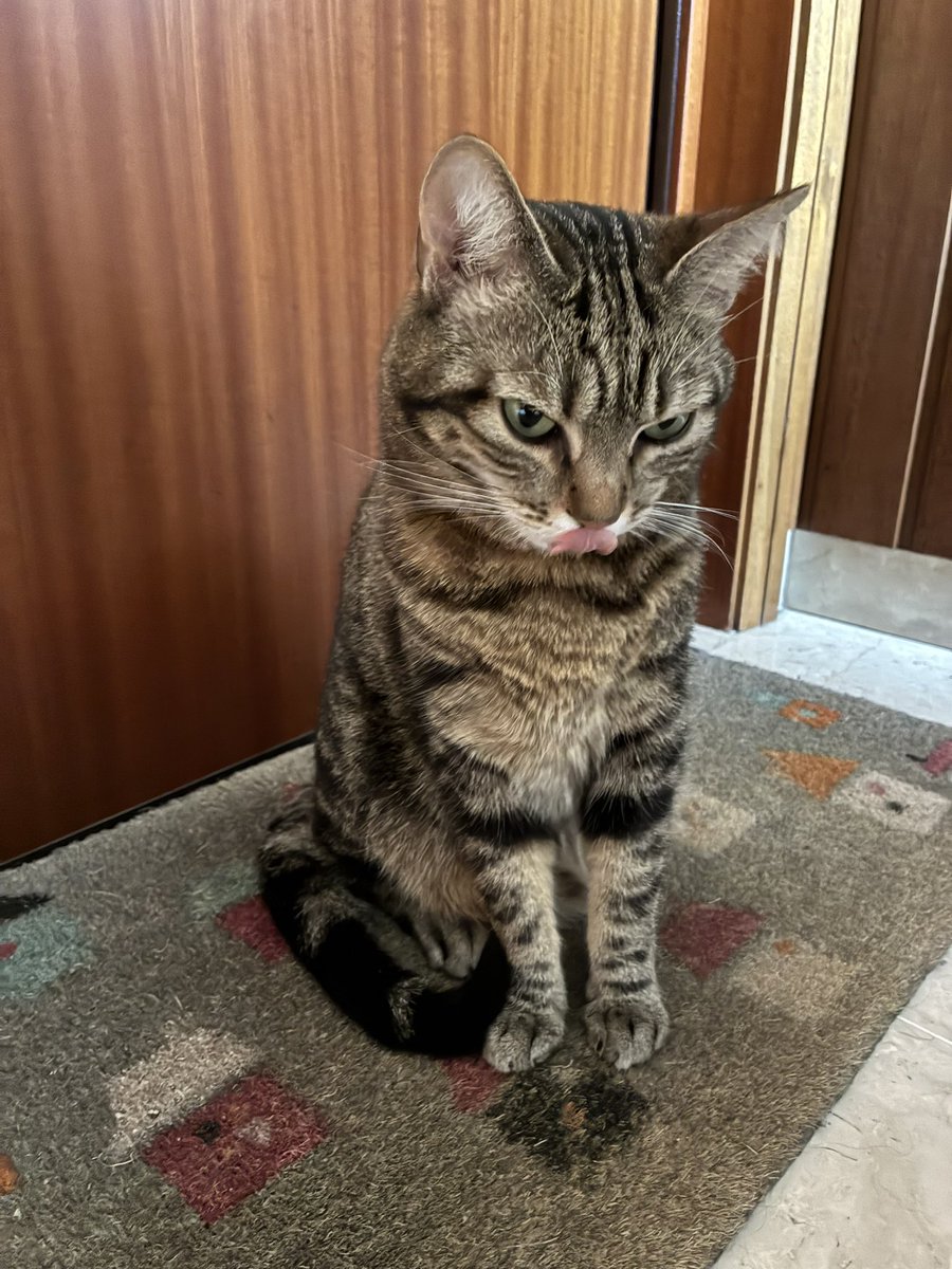 🙂‍↕️😛 ꨄ︎ 🐱ྀི ⋆🐾 #Caturday