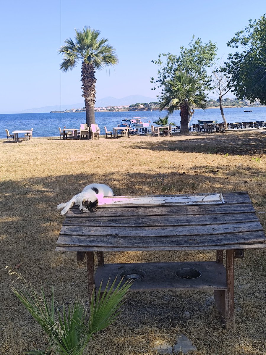 bir sonraki sabah ve bir sonraki sabah