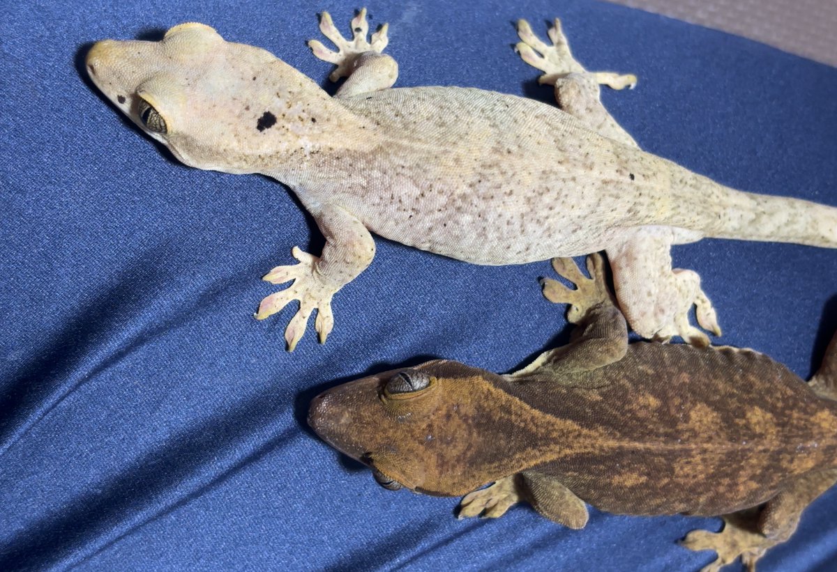 鮫山大和 (@yamato_same) / Posts / X