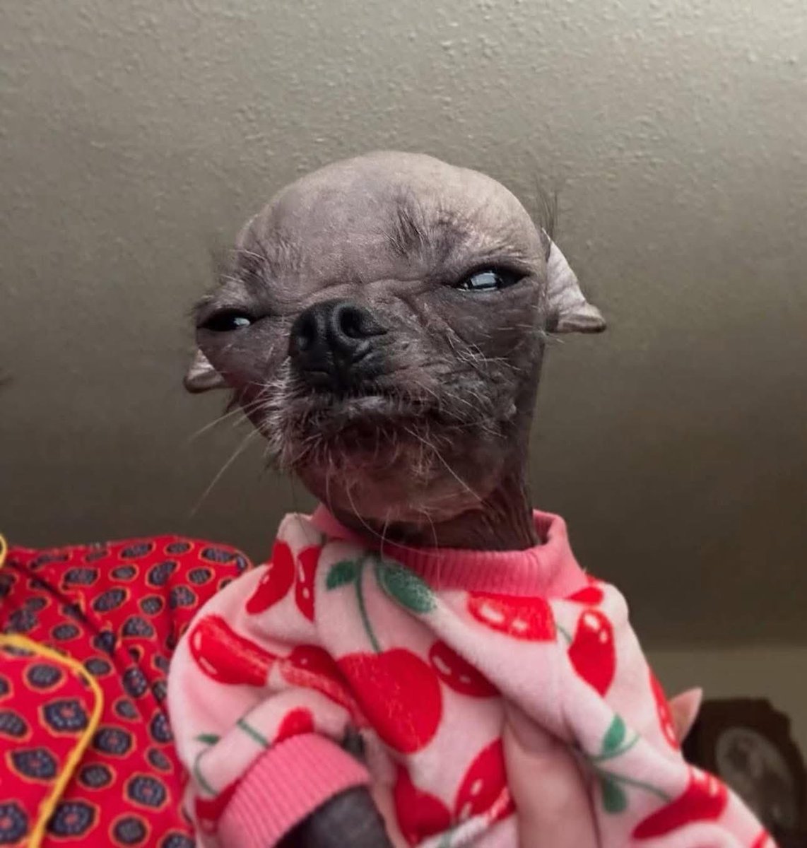 mateiformiga's tweet image. manda meme pra animar ae