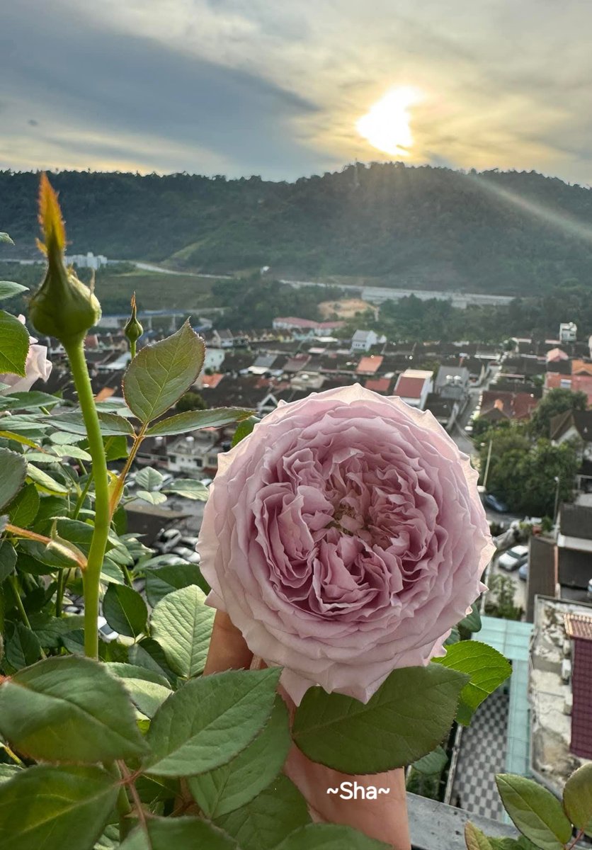 ❤️WEEKEND VIBES❤️
Love is simply creation's greatest joy
Light will someday split you open
Even if your life is now a cage💕
🌸Hafiz🌸

youtube.com/shorts/34RD0aY…

❤️🇲🇾~Roses from the hill😘💞