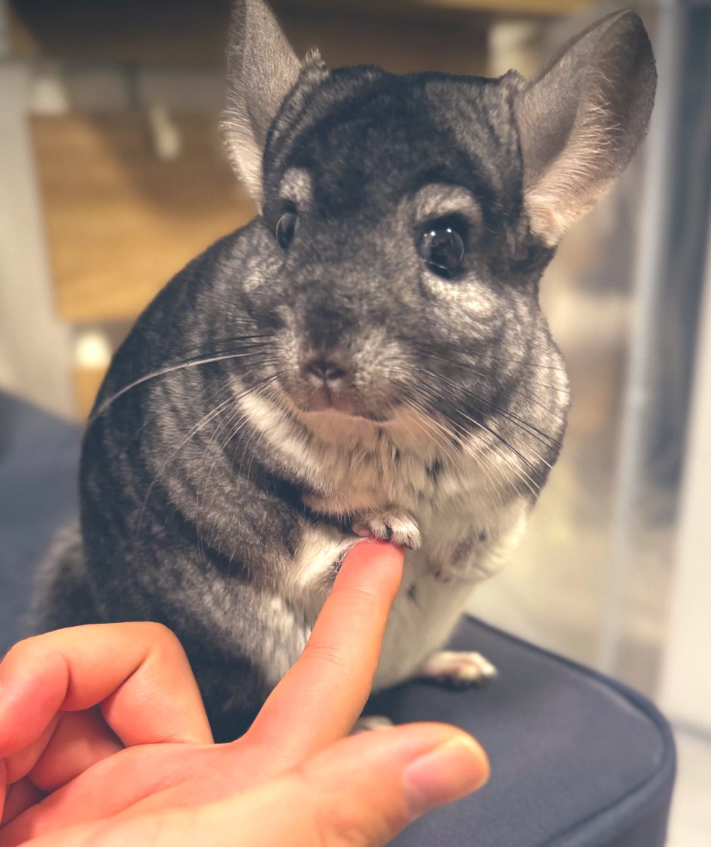 今日は水心子正秀部隊編入ver、2公演でした。
配信もありがとうございました。
俺も観たい。どうでしたか。
ありがとうございました。

明日に備えて、いっぱい休みます。

#刀ステ
#刀剣乱舞
#水心子正秀
#ミセバヤ