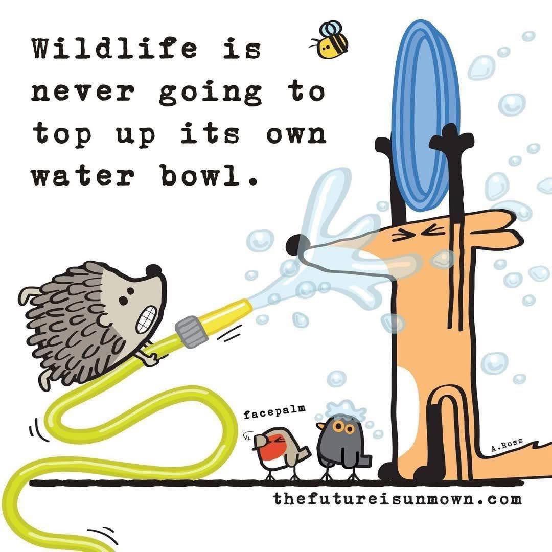 FollyWildlife's tweet image. Please keep your water bowls topped up. They’re a lifeline for all creatures great and small
#toohot #helpwildlife #water #birds #hedgehogs #foxes #bees #badgers
