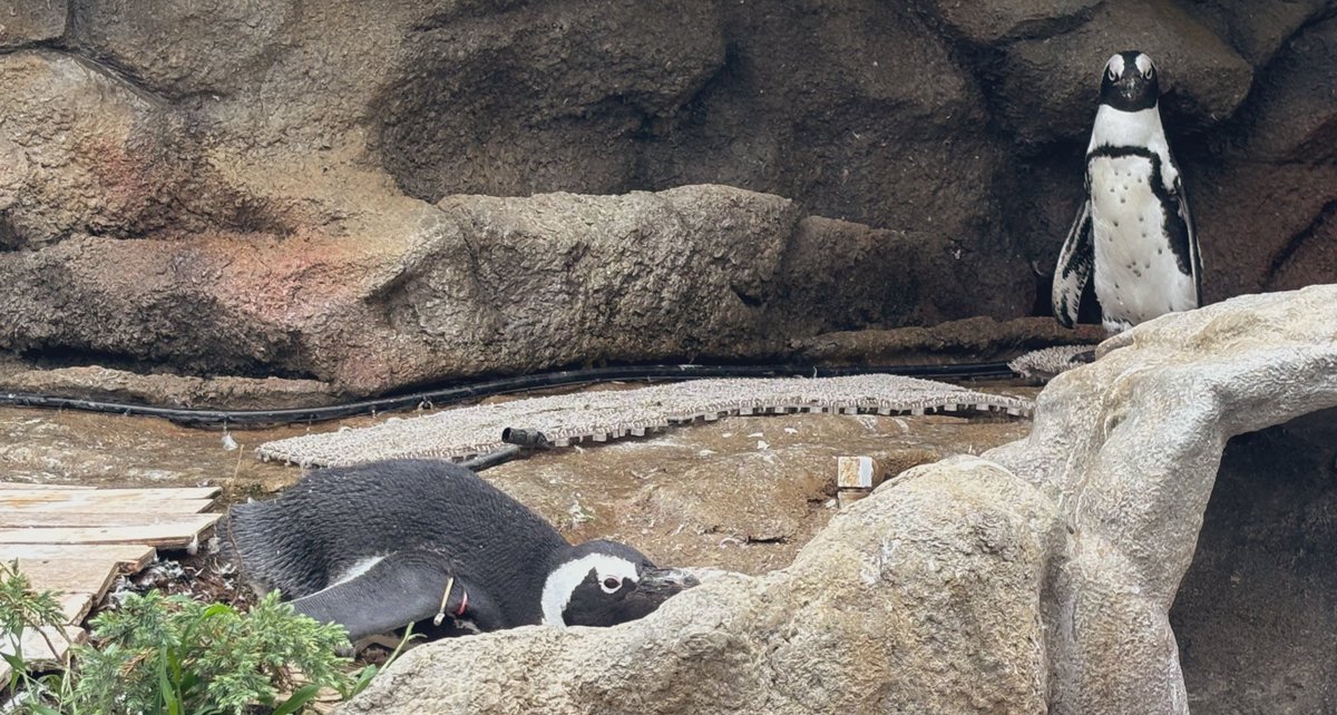🐧
