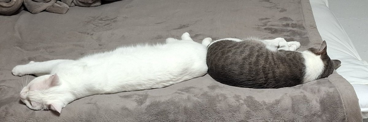 今日は鮭のムニエルを食べました。おいしかったです。