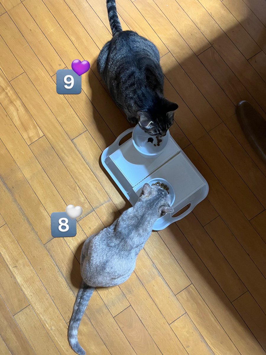 今日は誕生日(推定)でして

💜なすび9歳
🤍さばみ8歳

になりました🎂

おめでとう！ありがとう！