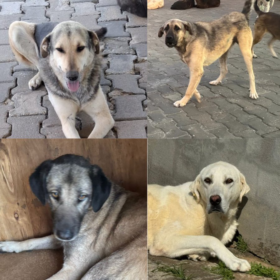 These dogs no longer have food support &amp; need help!  We need to find 1⃣6⃣ people to join #KibbleClub for them, it costs £10 a month to feed each one    

Join from just £2 ⬇️
donorbox.org/kibble-club
or                           
paypal.com/donate/?hosted… (check monthly)