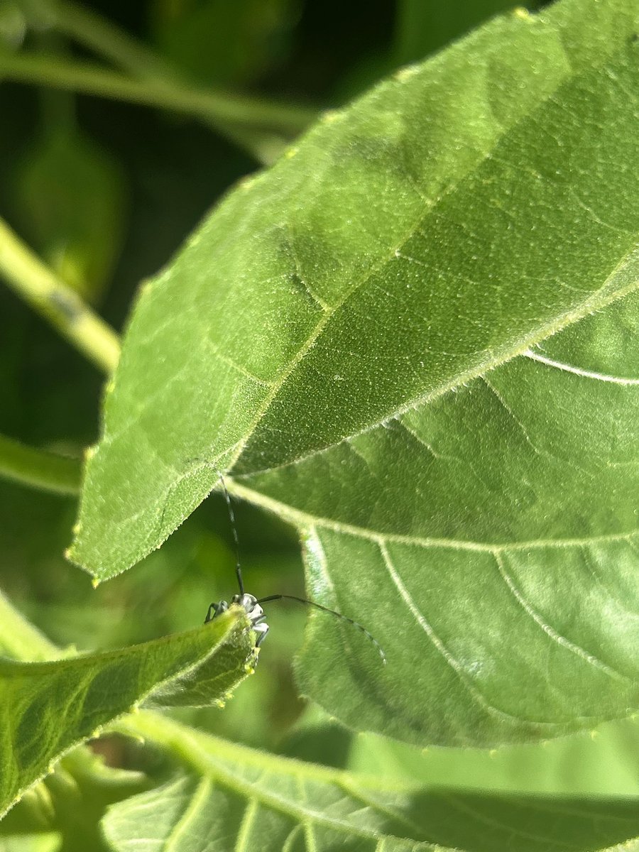 Dectes stem borers are showing up in soybean fields: cropwatch.unl.edu/insect-pests-a… I found these on my garden sunflowers this weekend