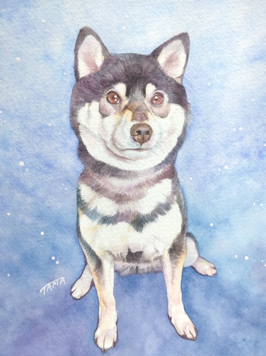 ritorutama's tweet image. #わんにゃんの日
