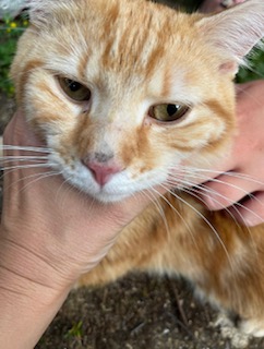 CatsNorthampton's tweet image. Stitch is a 1 year old ginger tabby he is entire but microchipped and has gone missing from his home in the Booth Rise area of #Northampton NN3 
Have you seen him? If you have any information on his whereabouts, contact 0344 700 3251 quote ref S25-022
#Caturday