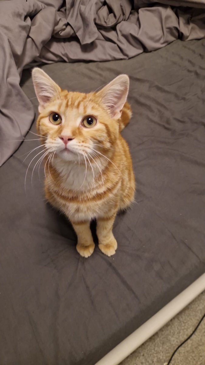 CatsNorthampton's tweet image. Stitch is a 1 year old ginger tabby he is entire but microchipped and has gone missing from his home in the Booth Rise area of #Northampton NN3 
Have you seen him? If you have any information on his whereabouts, contact 0344 700 3251 quote ref S25-022
#Caturday