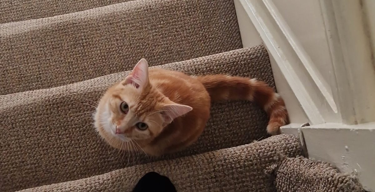 CatsNorthampton's tweet image. Stitch is a 1 year old ginger tabby he is entire but microchipped and has gone missing from his home in the Booth Rise area of #Northampton NN3 
Have you seen him? If you have any information on his whereabouts, contact 0344 700 3251 quote ref S25-022
#Caturday