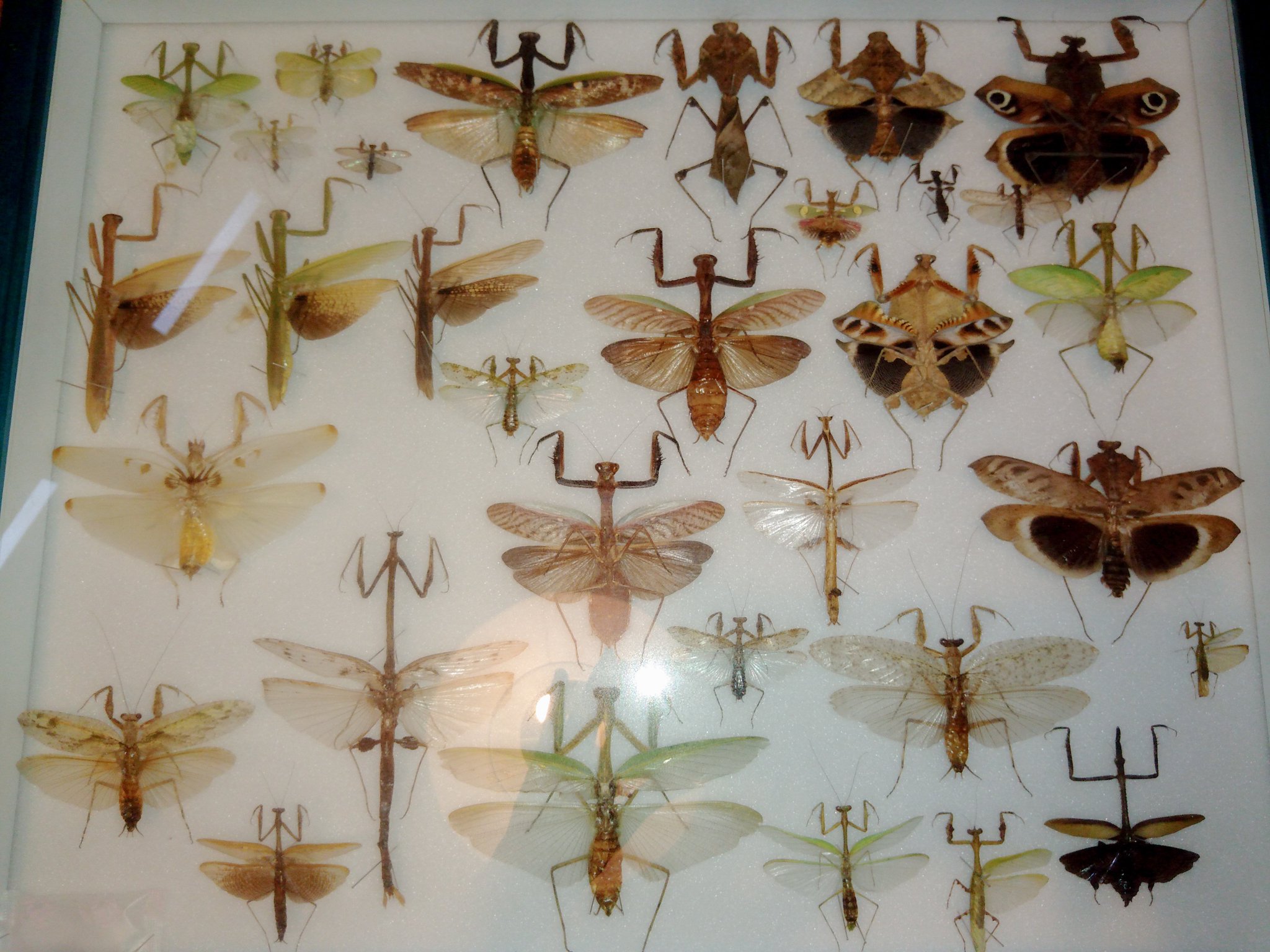 洋書　MANTODEA カマキリ T.K.N 【カマキリ屋】 on X: 