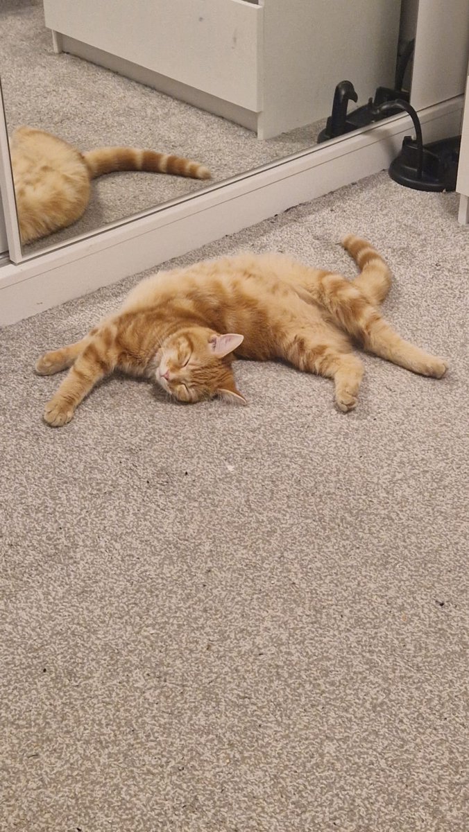CatsNorthampton's tweet image. Stitch is a 1 year old ginger tabby he is entire but microchipped and has gone missing from his home in the Booth Rise area of #Northampton NN3 
Have you seen him? If you have any information on his whereabouts, contact 0344 700 3251 quote ref S25-022
#Caturday