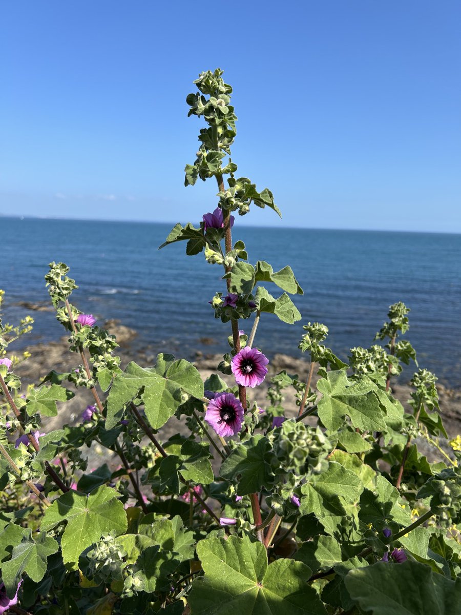 HelenMSimpson26's tweet image. So hot today I’m reminiscing about my holiday in Cornwall recently.Have a lovely day and keep hydrated, stay safe.