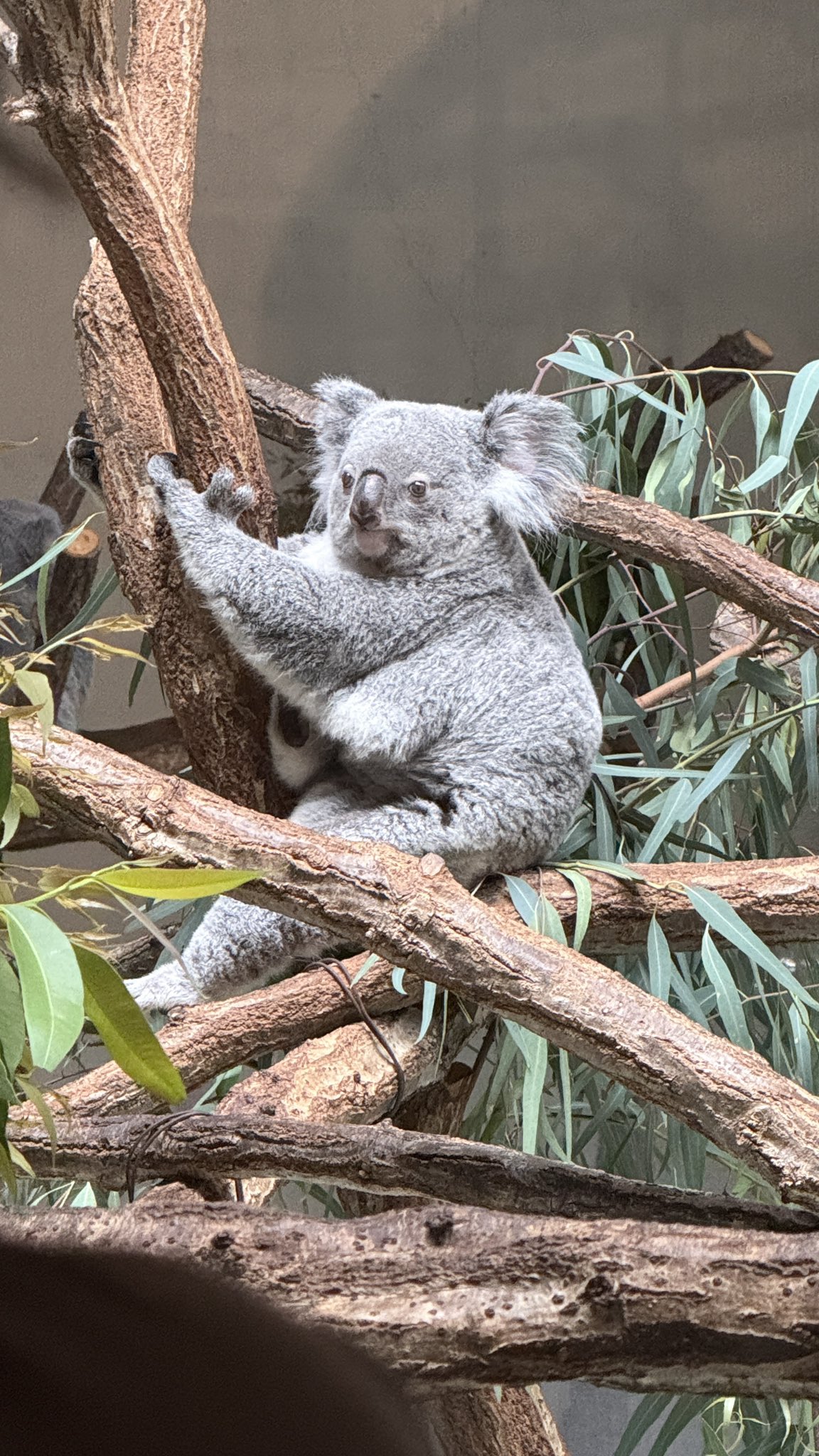 あすか🐸🐨 on X: 
