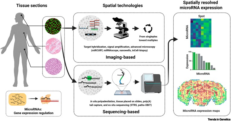 TrendsGenetics's tweet image. Spatially resolved microRNA expression in tissues: technologies, challenges, and opportunities dlvr.it/TLtH9B