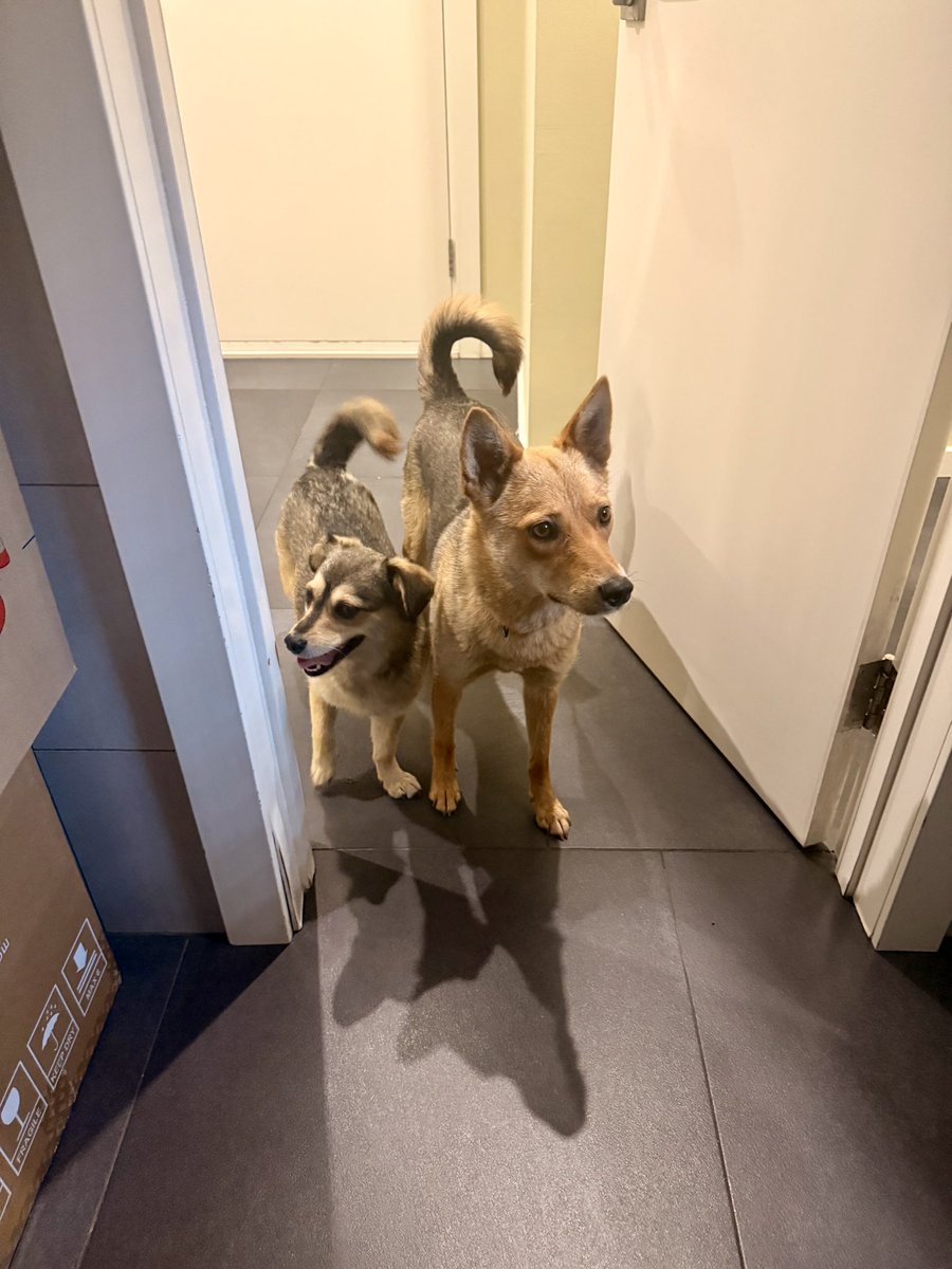 Hello, we are an Official Bombshelter Examination Committee, checking if you stored enough treats for the night 🐕🐶