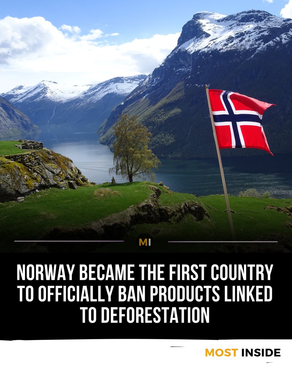 Since 2016, Norway set a global example by refusing to buy products that contribute to forest destruction. 

From food to materials, only forest-friendly goods get a green light. 

Respect for nature, done right!