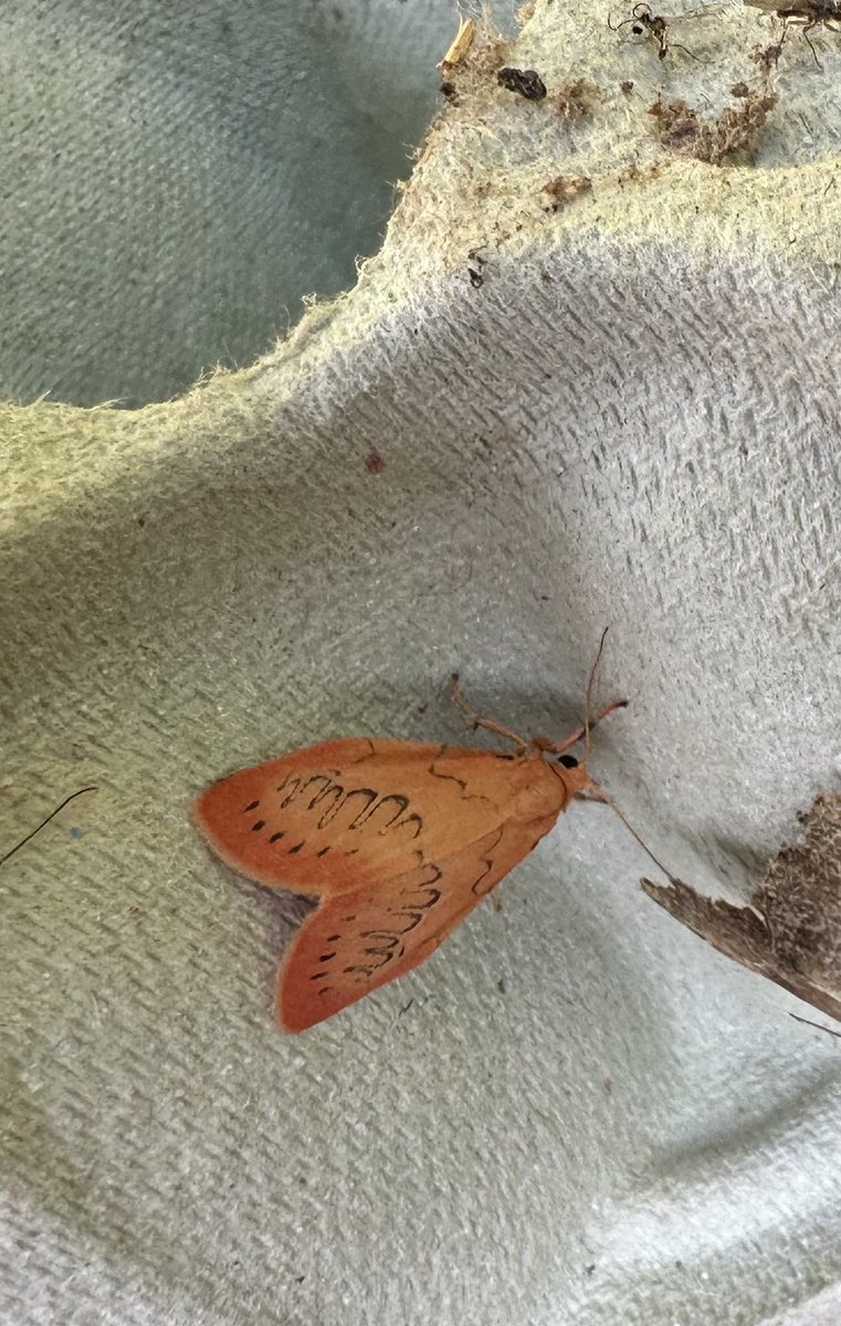 Set up moth trap last night. Why are moths so utterly beautiful?!!!