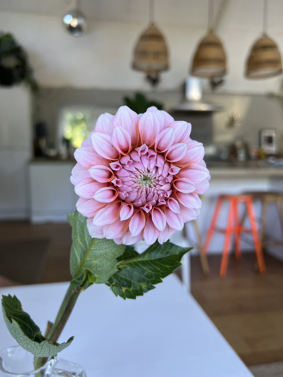 dahlias - Search / X