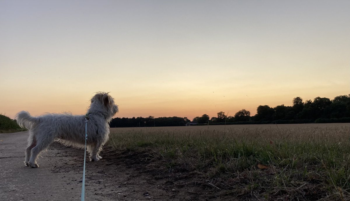 KateAgValuer's tweet image. Late evening walk last night. Still very warm at 9.30pm. I’ll try to remember this come November…