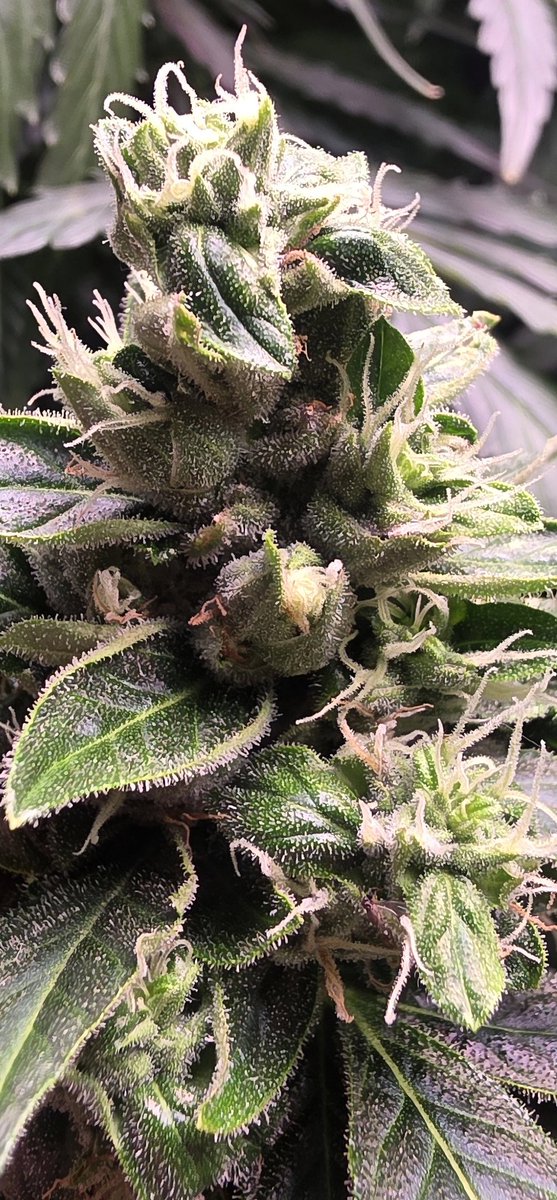 Goooood morning everyone.
💪💪💪💣💣💣
🤜🤛