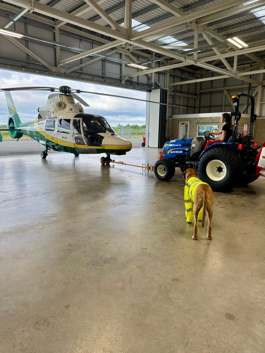 Meet Bruce - our newest (and hairiest) aircraft manoeuvring supervisor 🐾

Kitted out in his very own critical care high-vis, Bruce was ready for action as he supervised his human, paramedic Jemma, as she towed our heli out of the hangar 🚁🚜

"A little to the left, hooman!" 🐶