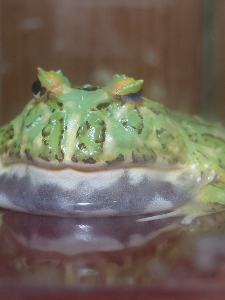 kztpsk's tweet photo. 生き物ばっか追いかけてる人です。
よかったら仲良くしてください♪ https://t.co/PnPBLIrsqH