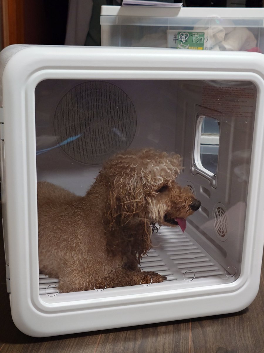 zzzAI19's tweet image. 犬を洗った