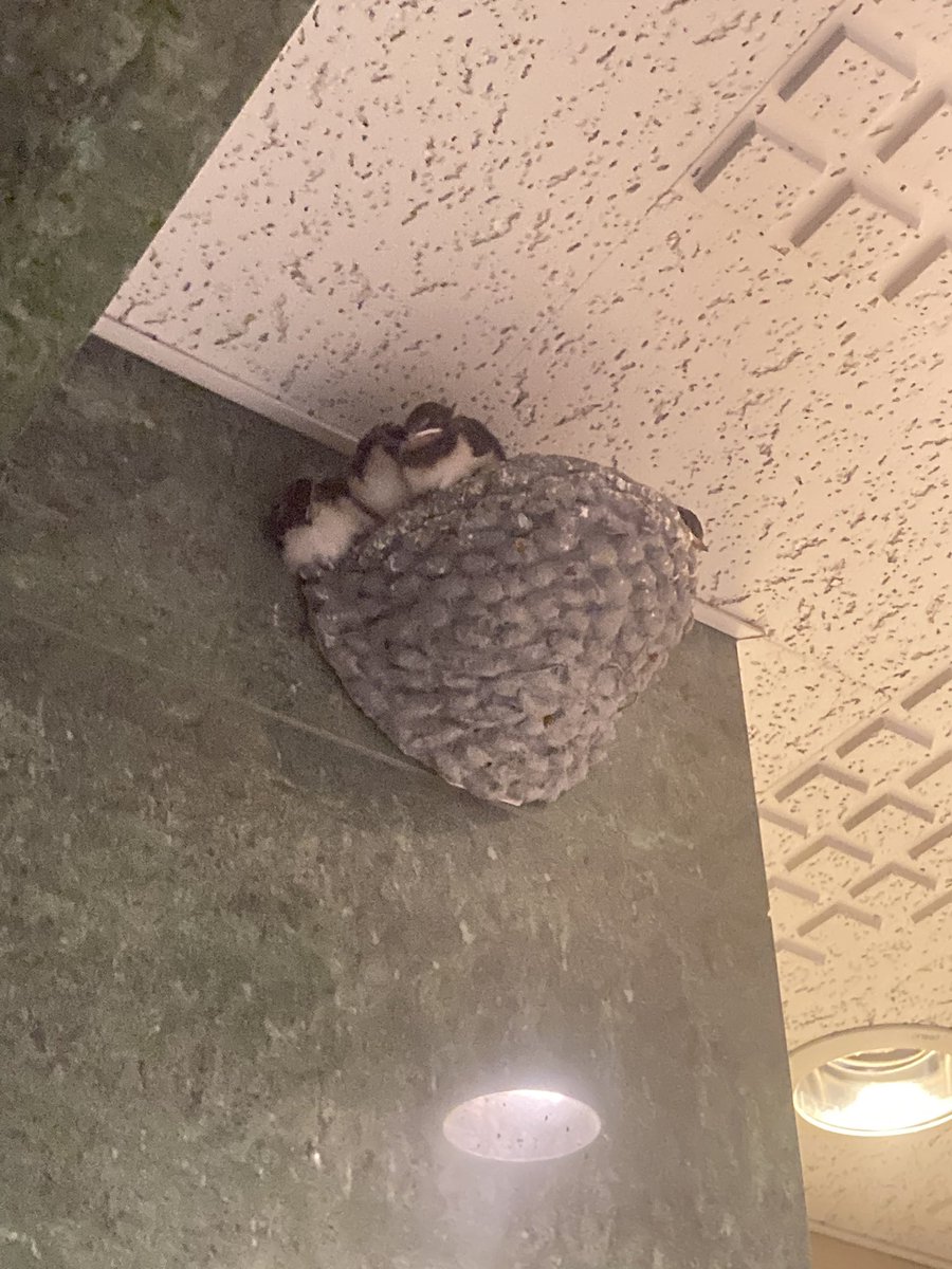 小さきもの　いとおかし☺️