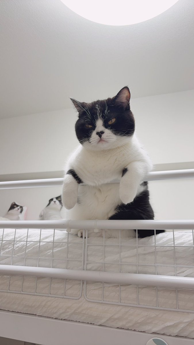 さぶろう🐾 (@saburou0214) / Posts / X