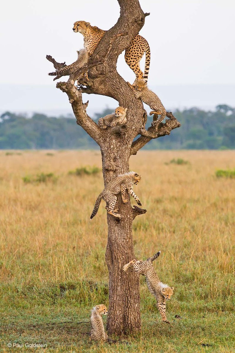 Family tree (wow) in Kenya's Masai Mara. Credit to Paul Goldstein