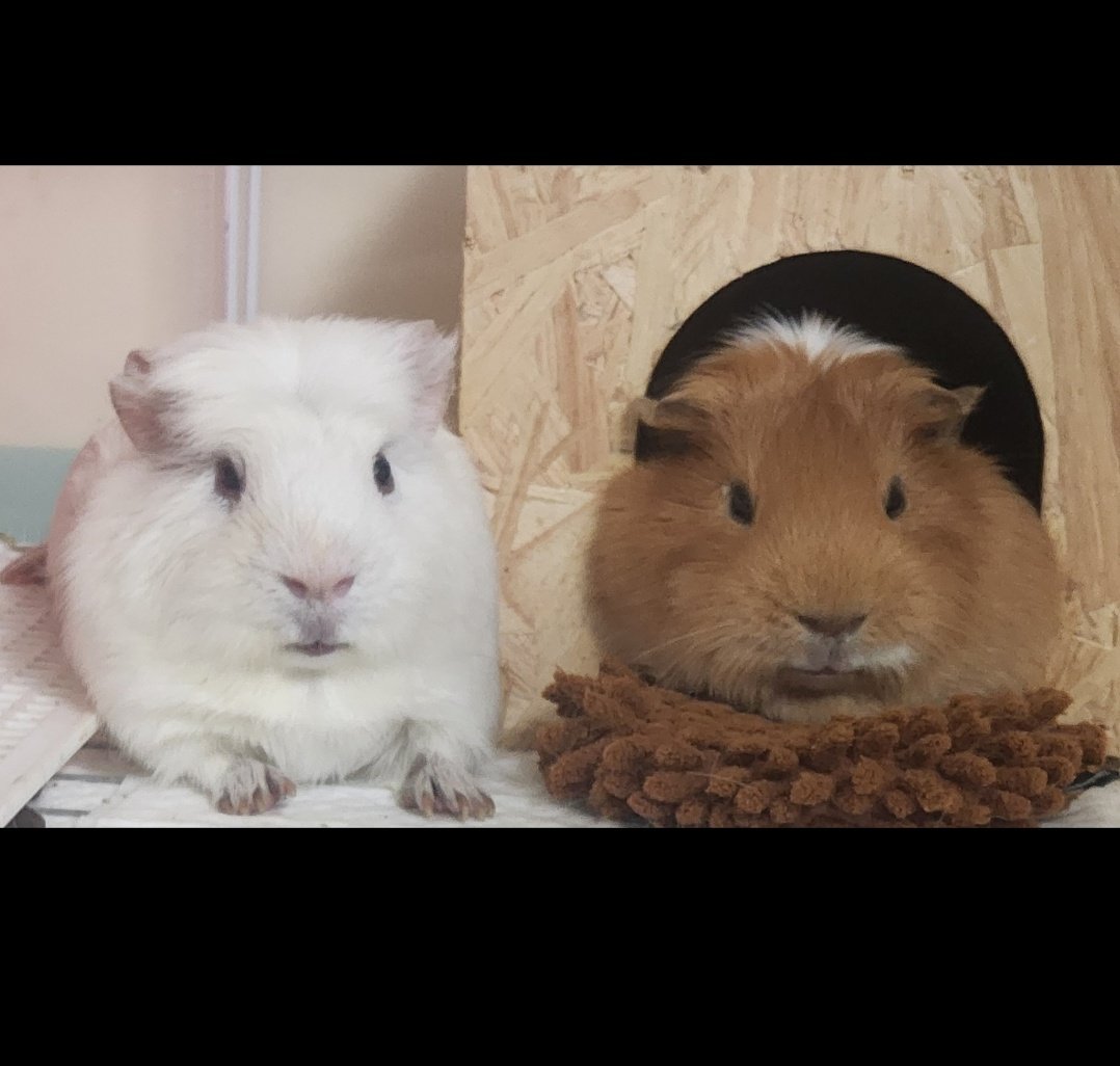 ppikkuduck's tweet image. 사이좋은 기니피그 🤍🤎🤍🤎

#기니피그 #guineapig #モルモット