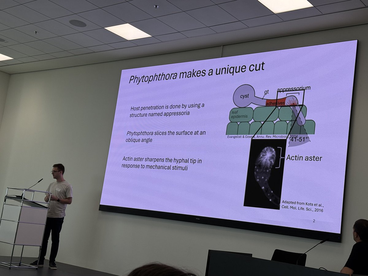 MahmutTor's tweet image. Did you know Phytophthora makes a precision cut. The angle has to be 41-51 degrees. A cool 😎 carpenter with the right tools in your garden.
A very nice talk by Max Pluis. #OMGN2025