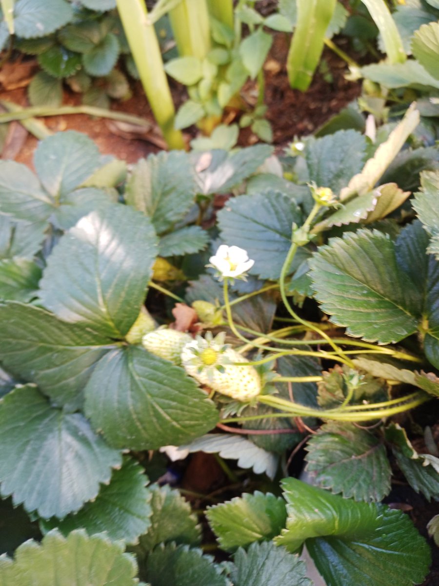 mufugi's tweet photo. Fruiting strawberry plants P30 each. P200 for 10 https://t.co/q1dC8AJpMI