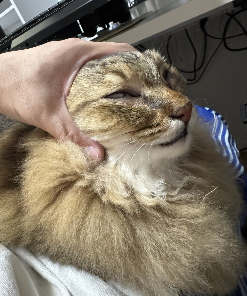 猫飼い主あるある
・撫でるついでに変顔にする