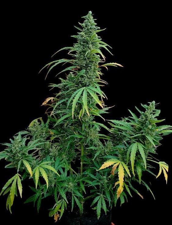 KannabiaSeedsDE's tweet image. 🌼 RUNTZ AUTO von @KannabiaSeeds 

📷: @420deepgrow (via Instagram). Dankeschön! 🤗🌱💚🍀

ℹ️ #Cannabissamen 👁👇
kannabia.com/de/autofloweri…

#cannabisculture #cannabisLegal #Kannabia