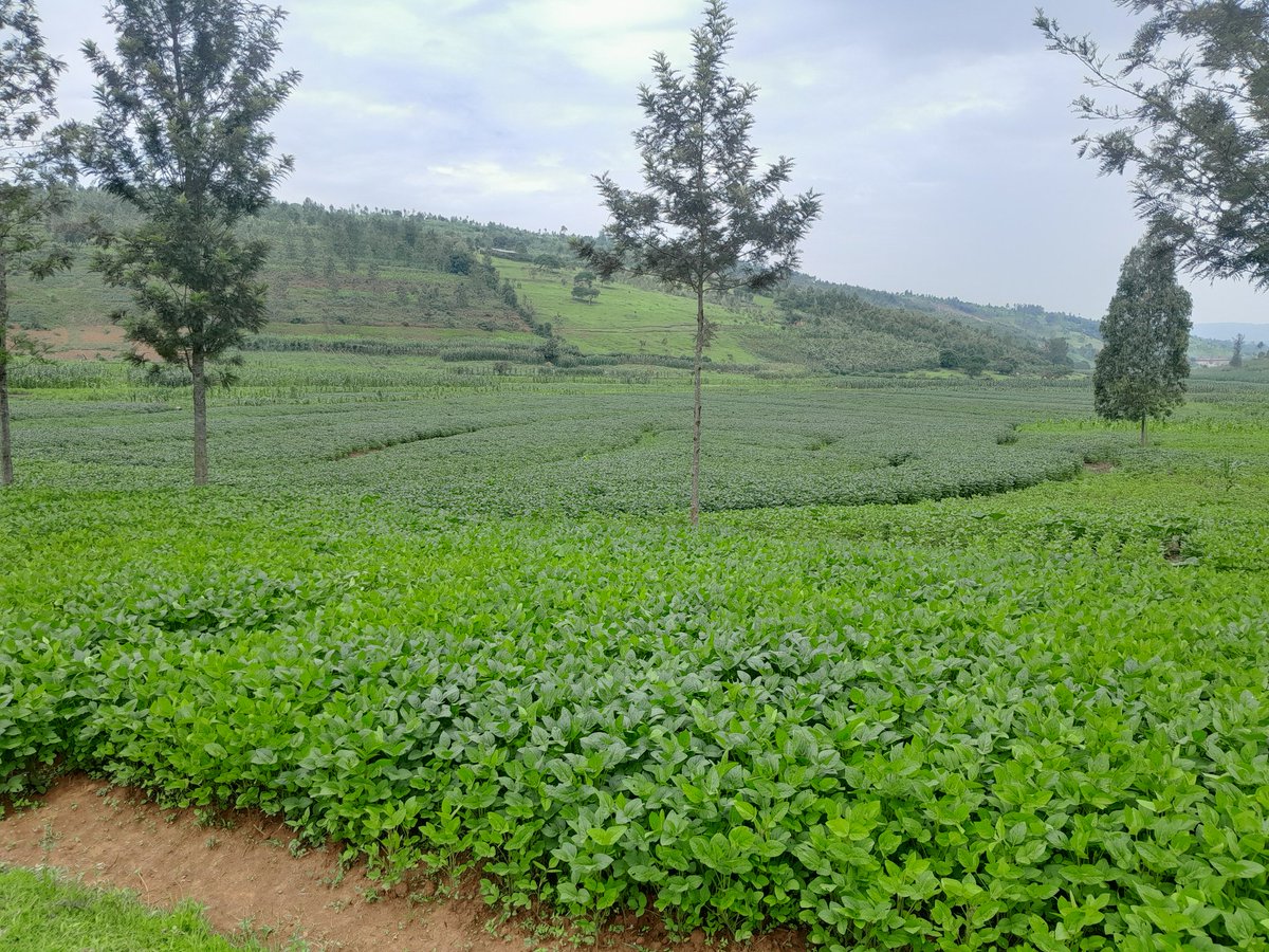 BENEFITS OF SOYBEANS FARMING!

If you’re a farmer looking for a valuable crop or someone thinking about agribusiness, soybeans should be on your list, and here’s why:

Soybeans are high in protein, making them perfect for human food and animal feed. 

Read more....👇