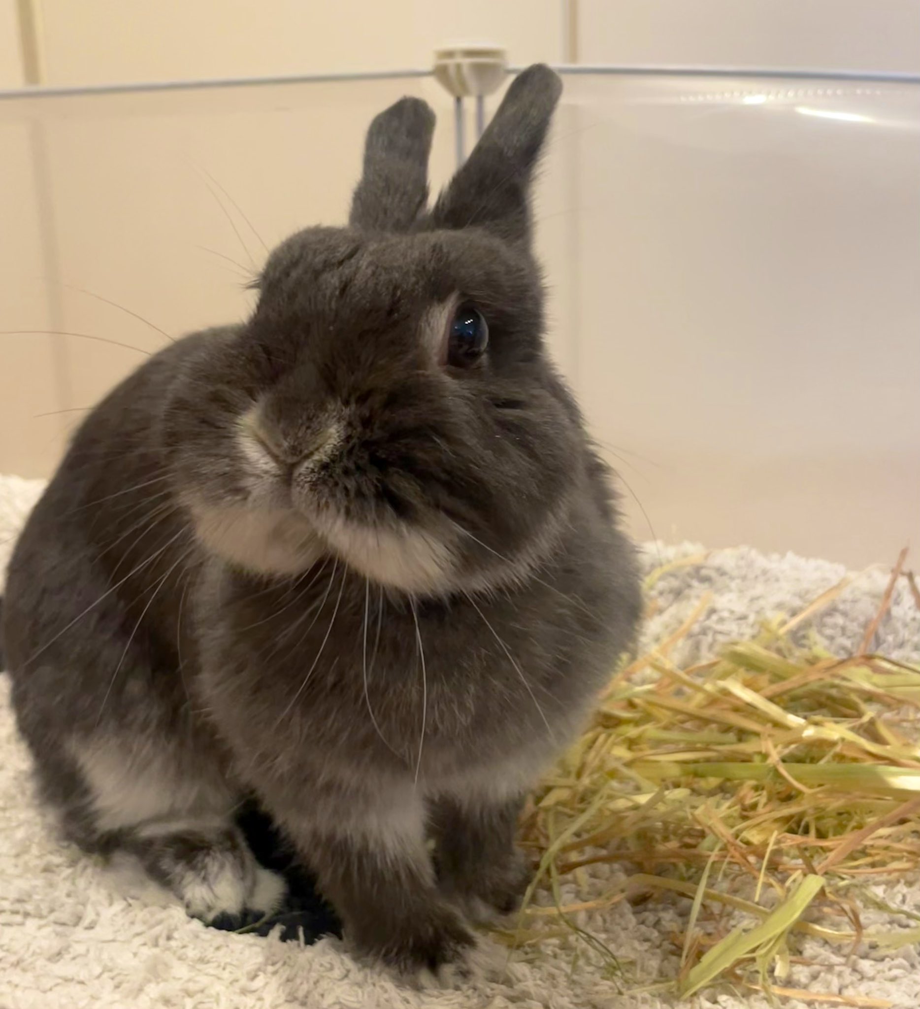 うさぎのすず on X: 