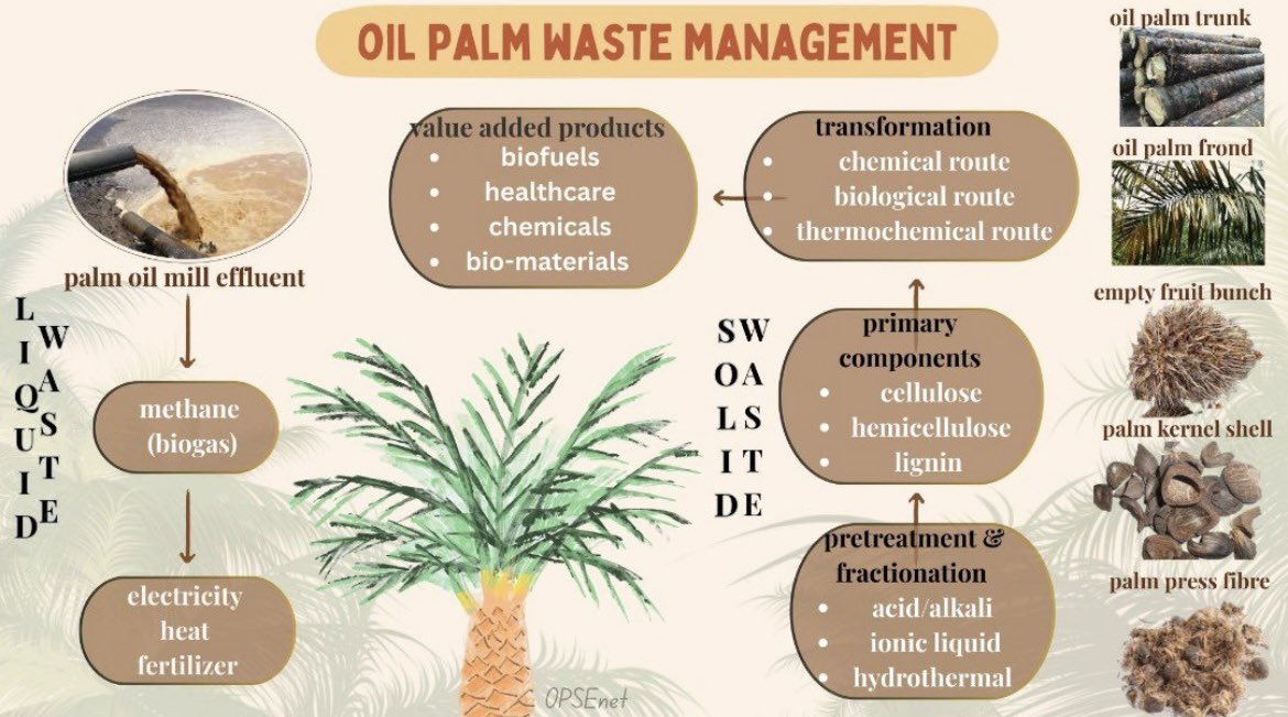 opsenet's tweet photo. To check our understanding, let’s have a short quiz based on the poster you've just seen. Let’s see how well you understand the topic! 👊🏼🔥 #opsenet #oilpalmeducation #oilpalmsustainability #sdguthriecogardens #oilpalmMalaysia https://t.co/U4q5DSPIP6