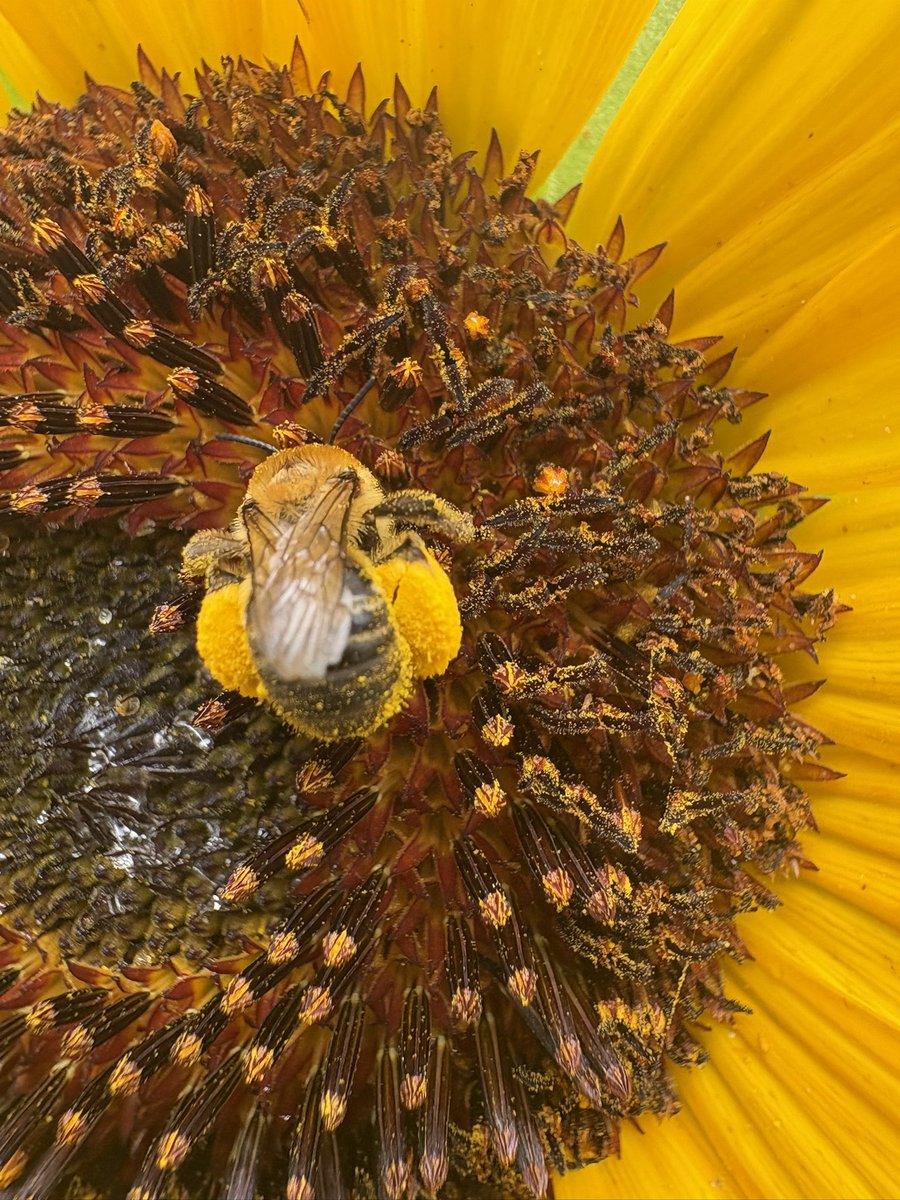 I think you have enough pollen sir 🐝