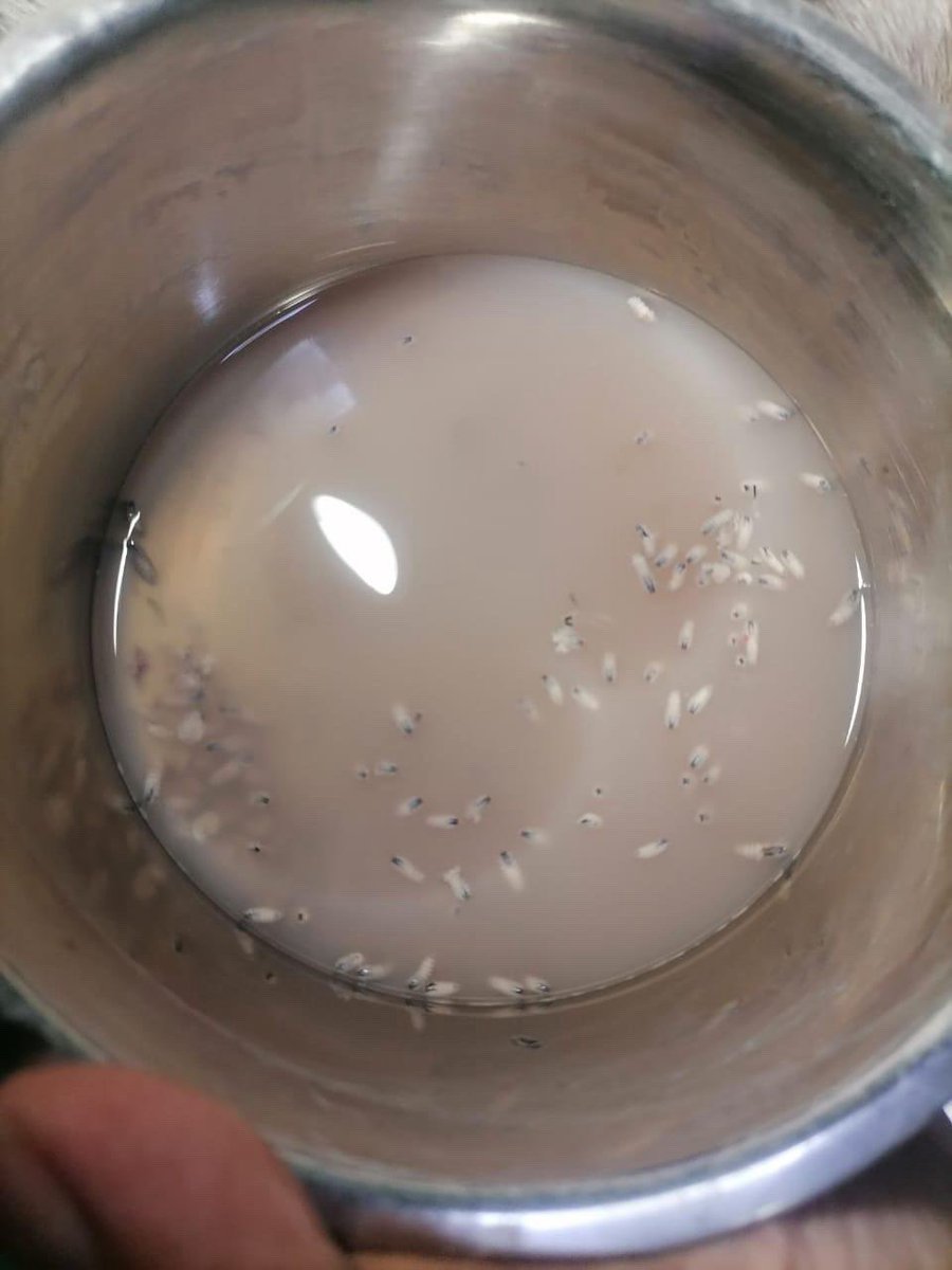 Buscan apoyo para una NEXTGARD ❤️‍🩹🙏🏻
Nos envían:

“Me puede ayudar a publicar una perrita que anda con gusano barrenador, yo solo la pude llevar aque le sacaran los gusanos pero no tengo para poder comprarle el medicamento que es la pastilla netxgard,  spray matagusanos y