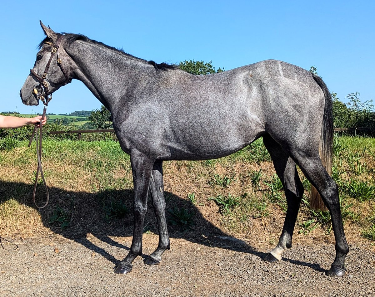 Some of our lovely NH Stores sell @Goffs on 21st July, being pictured today. All of them have passed their vettings &amp; the three fillies are 100% GBB! Molland Ridge Stud lots 133, 139, 154 &amp; 170. #FutureStars #CleanVettings #GBB #NHStores #Spillers